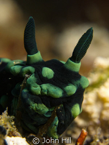 Smile! Nembrotha pushing against some coral 'twigs'.  It ... by John Hill 
